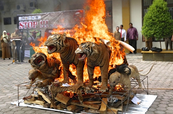 Leonardo di Caprio Mem-Post Video “Harimau” Indonesia Dibakar, Dan Kami Dukung 100%!